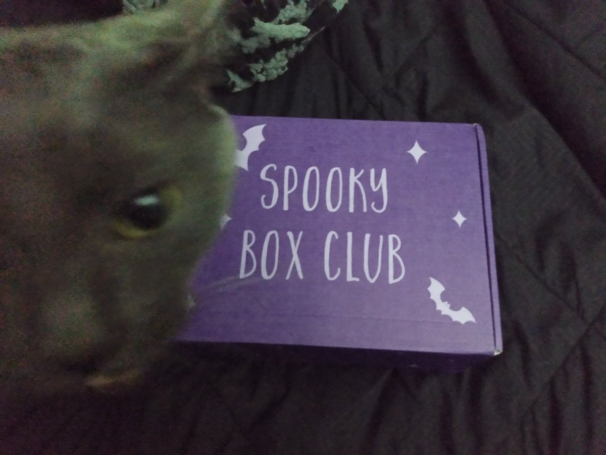 LadyPanda13's tweet photo. Ordered #Spookyboxclub three days ago and it's already here?! Shit. Thank you @x_ToxicTears for introducing this to me. This message has been Berlioz approved. #CatsOfTwitter #CatsOnTwitter #Caturday #CatsOfTheQuarantine https://t.co/4D2qLGtcuf