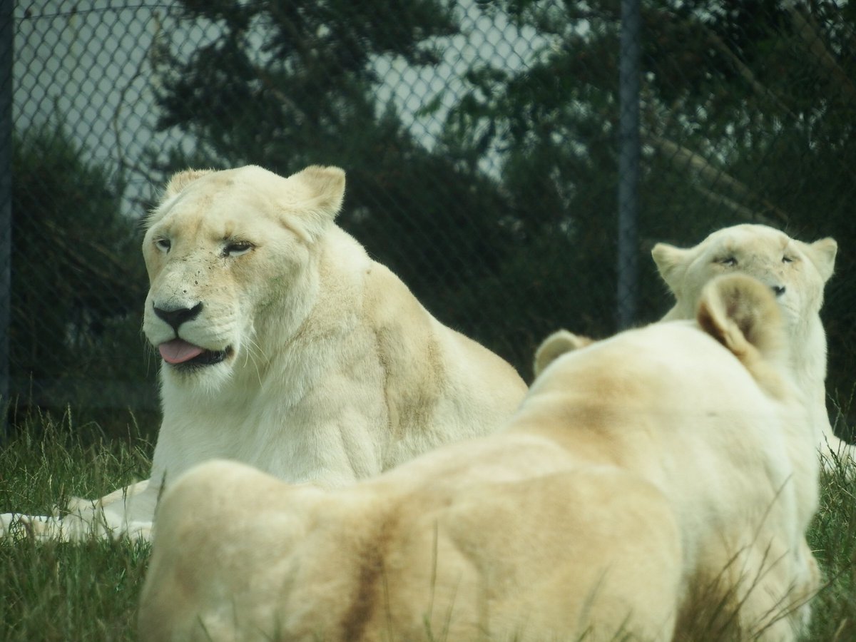 LSerena101's tweet photo. I had a great day at @WestMidSafari for my birthday last weekend! 😁 I was so impressed with their set up and social distancing, way better than I expected! #Dayout #westmidlandssafari #birthdayweekend https://t.co/ddruZ6t6Q3
