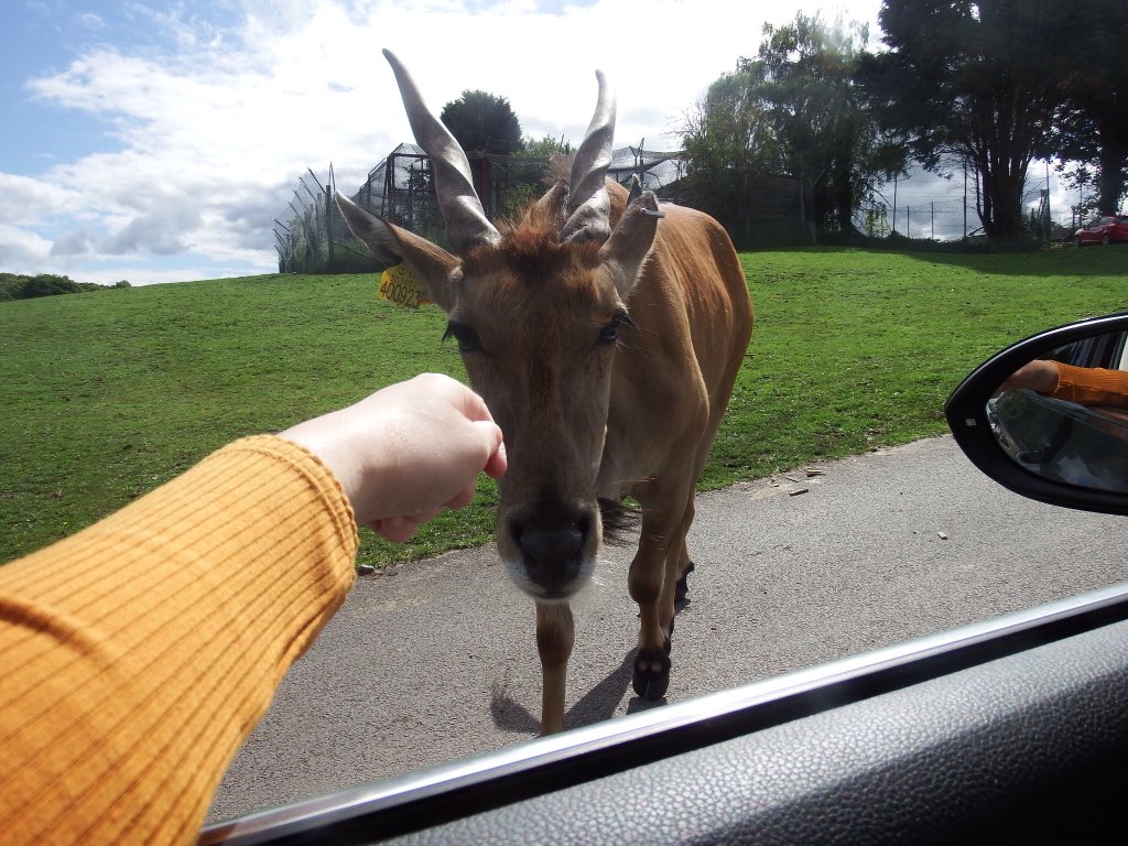 LSerena101's tweet photo. Need to go back to @WestMidSafari such a fun day out! 😁 https://t.co/OZNS79FGk0