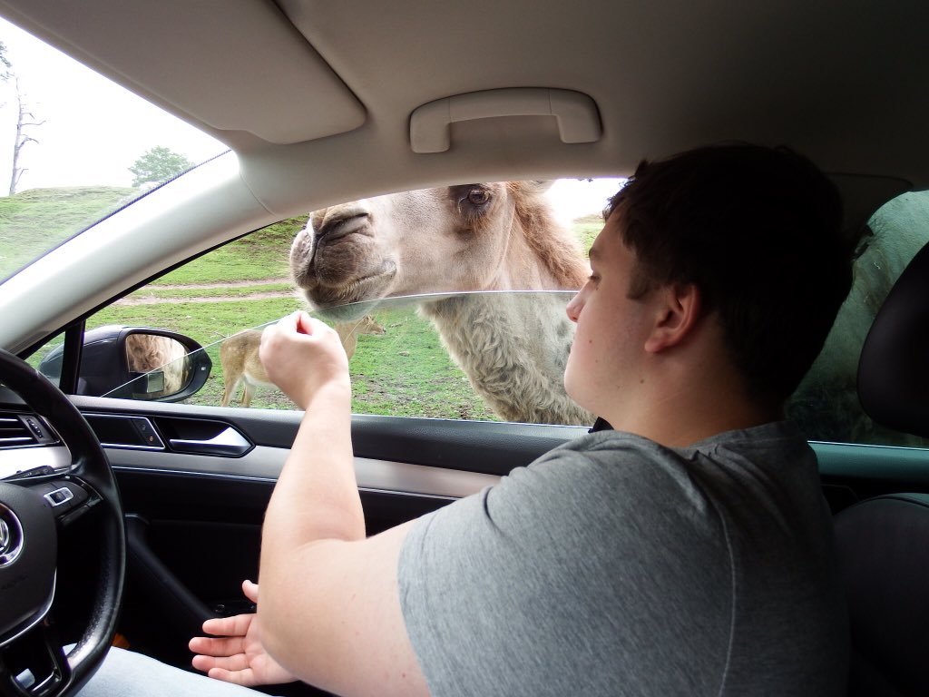 LSerena101's tweet photo. Need to go back to @WestMidSafari such a fun day out! 😁 https://t.co/OZNS79FGk0