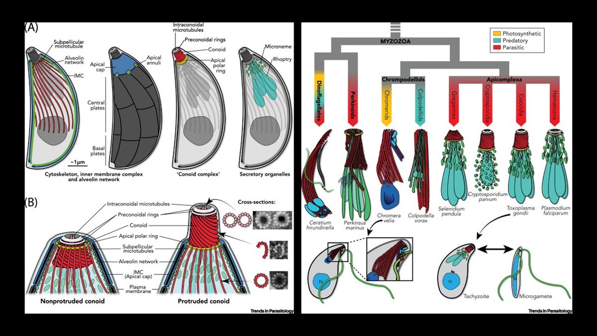 TrendsParasitol's tweet photo. This beautiful cover represents our featured review Evolution, Composition, Assembly, & Function of #Conoid in #Apicomplexa https://t.co/CjDAMyBlVk @Nicolas3474 @RossWaller3 @SoldatiLabToxo @unige_en @CamBiochem #Toxoplasma #Plasmodium #Cryptosporidium #Perkinsus #Myzozoa #Apical https://t.co/9eBBNayQh1