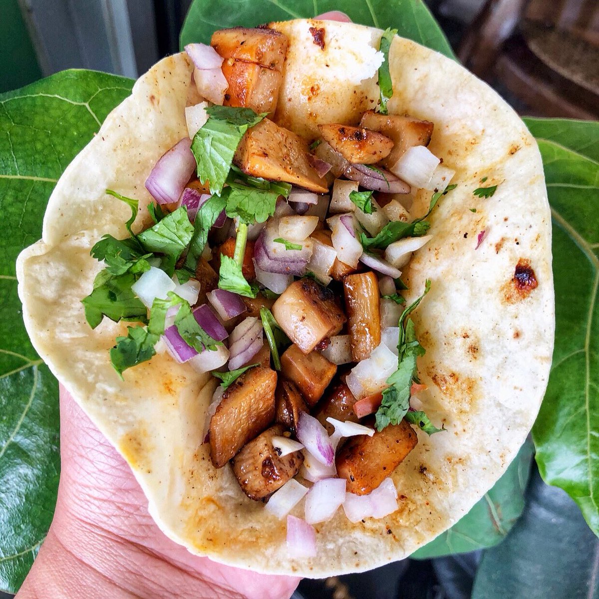 SublimeTacosGNV's tweet photo. King oyster mushroom taco 🍄
.
Avail for Takeouts • Curbside Pickups • Delivery by 352Delivery • Online: https://t.co/vw6NDHEp4R
.
🏠 317 SW 4th Ave
Monday - Thursday 11AM-8PM
Friday 11AM-9PM
Saturday 8AM-9PM ✨Breakfast 8AM-11AM✨
.
.
.
#SublimeTacos #Gainesville https://t.co/1ojxC9dzxI