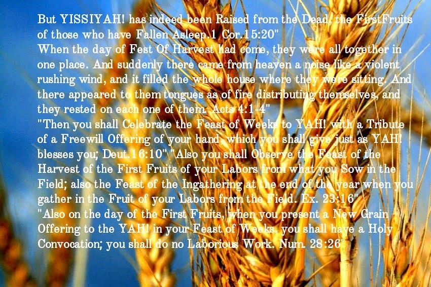 TrinityCircle's tweet photo. #HalleluYah #YAH #YISSAYAH #KONGO #VENGEANCE #REPARATIONS #HARVEST #WEEKS #SHAVUOT Sa6p.7.18-Su6p.7.19.20 #LAWSSTATUTESCOMMANDMENTS #LEV23 #ABRAHAMISAACYAHOB #12TribesOfIsraelNegros #SABBATHDAYFR6PSA6P #ArkOfTheCovenant #400YRS #BHM #YudYah #FreeBlacksOfIsraelHill #SIMBYAHSALAYAH https://t.co/f7bz9sMhne