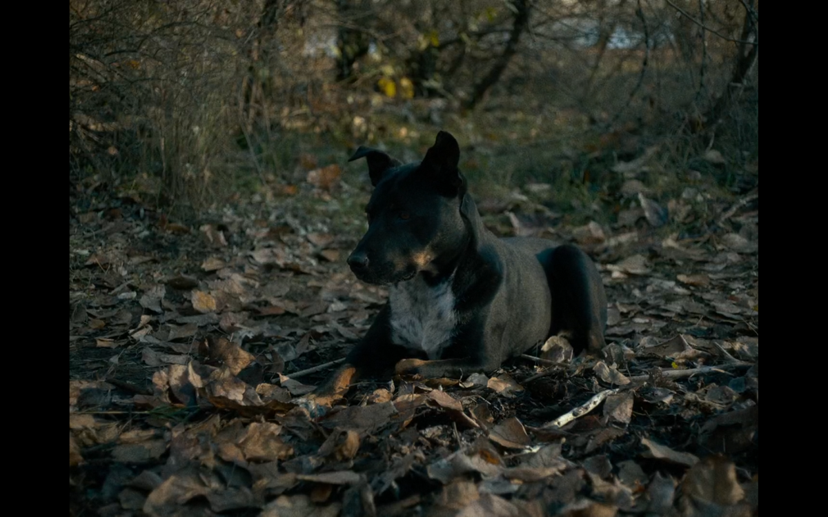 elacabord's tweet photo. Dogs dos últimos filmes que assisti <3 https://t.co/hwCCRlovzL
