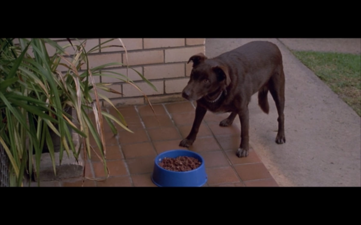 elacabord's tweet photo. Dogs dos últimos filmes que assisti <3 https://t.co/hwCCRlovzL