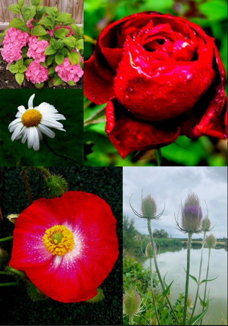 Photography Enrichment Competition entries. 

Our boys have been getting their artistic and creative juices flowing! Have a look at these flower photography submissions!