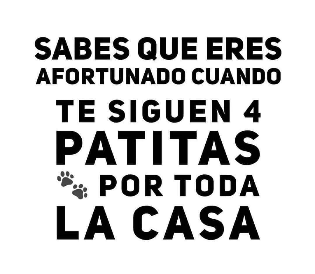 KatherineeO8's tweet photo. Mi whiz 😍🐾 https://t.co/z7wnsiWQ2D