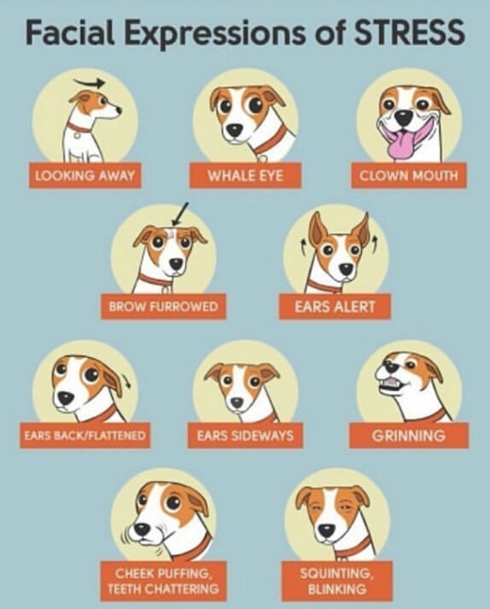 dogtrainer29's tweet photo. How to fix any bad dog behaviour and have the perfect dog without the treats. Get from here https://t.co/dL8Mo66Yg9
#dog #braintrainingfordog #dogmoods #doglove #dogsofinstagram #dogtrainer #AnimalCrossingturnips #puppylife https://t.co/KJEThHTJom