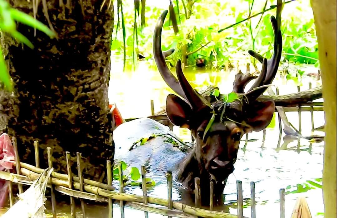 Anindit70099325's tweet photo. 95% of Kaziranga is under water. Yet, it's more important to know what did Big B had today, with his toasted Bread! The nation Wants to knowYet,the nation doesn't show! . #PrayForAssam #AssamFloods #AssamFloods2020

@PTI_News @narendramodi @PMOIndia @ABPNews @CNNnews18 @BBCHindi https://t.co/Vp3SLviNIA