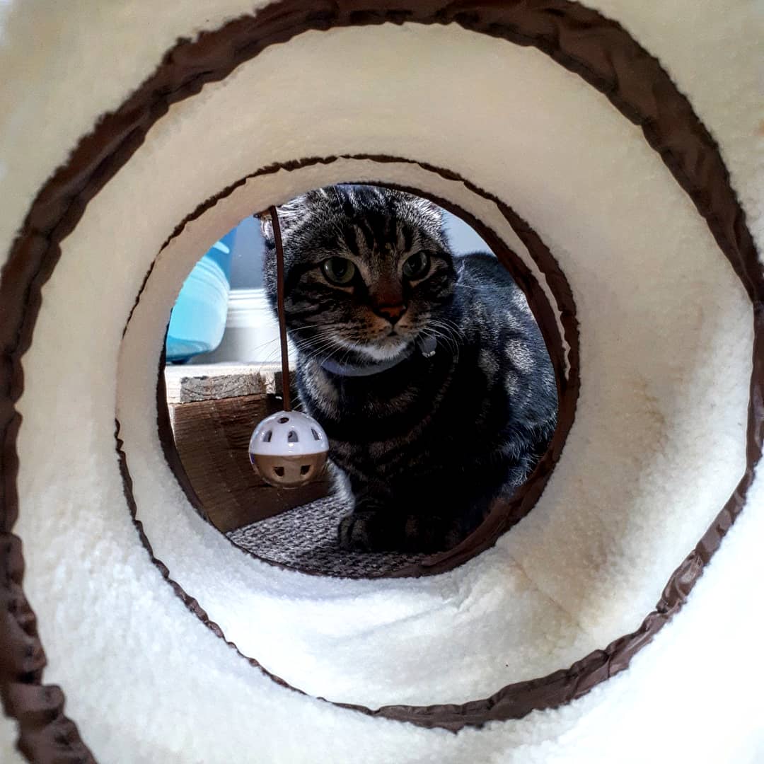 iii_senior's tweet photo. Good afternoon my fur friends. Play time for me now..or pretending to play more. At least mum got her picture...😻🙀🙀🙀

@SoxandD @catdog01 @PopstheCat1 @MrStripeyLegs 

#CatsOfTwitter #catinaction https://t.co/KuUvWBxORo