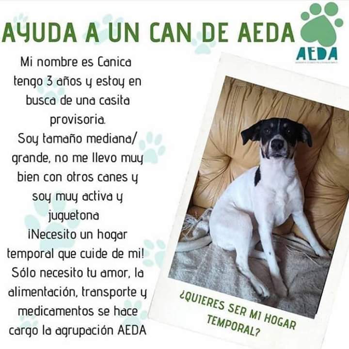 ⚠️CANICA NECESITA CON URGENCIA HOGAR TEMPORAL! 🏠
Si puedes ayudarnos con ser hogar temporal o transporte contactanos!! Canica es una perrita muy activa y cariñosa, esta esperando por un lugar en tu hogar 💕🐕 Recuerda que AEDA costea su alimento, transporte, etc.