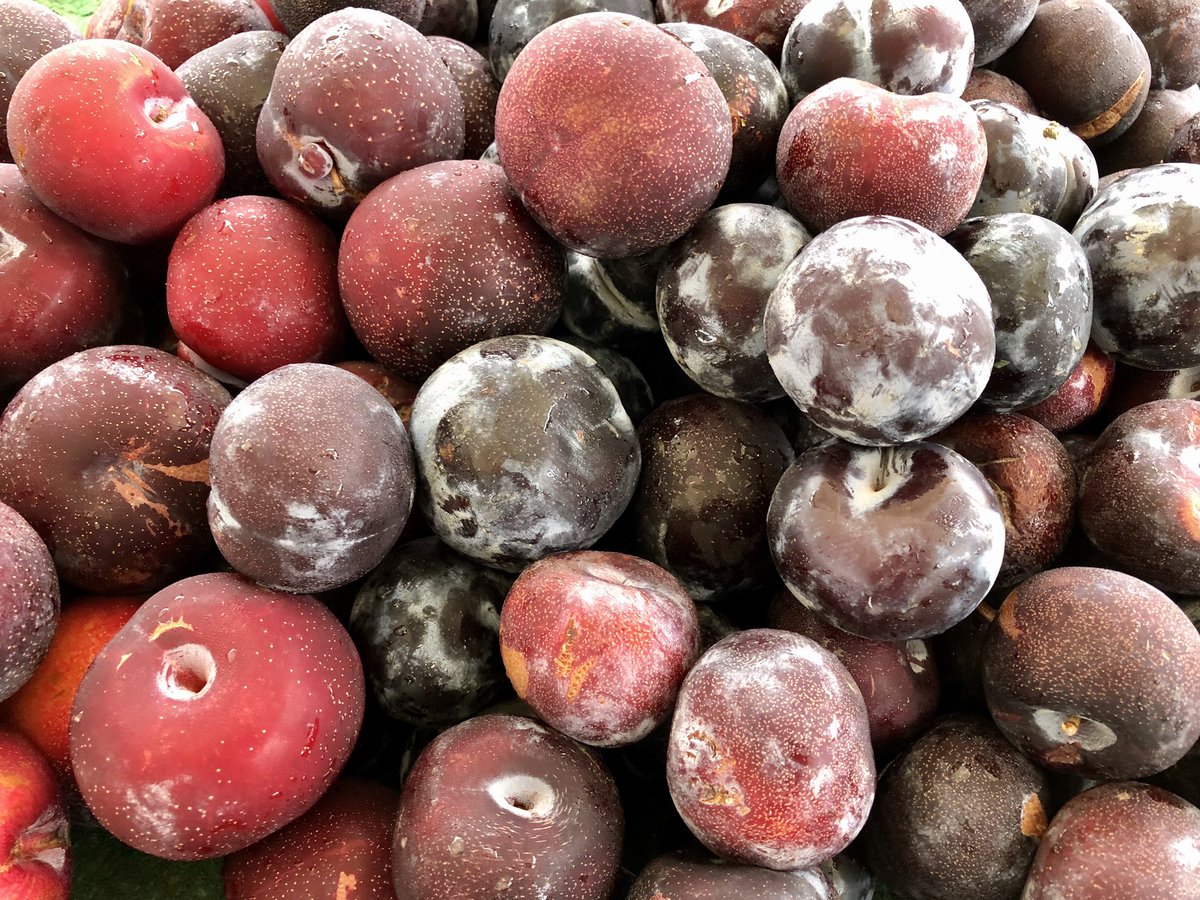 OxnFarmersMkt's tweet photo. All Green Farms has returned to our Market with their seasonal produce of Korean Melon, plums and more. 🍑🍠🍑🍠🍑🍠 #koreanmelon #peaches #nectarines #sweetpotatoes #yams #oxnardfarmersmarket #supportyourfarmers #eatlocal #shoplocal https://t.co/B9nbKO2qHx