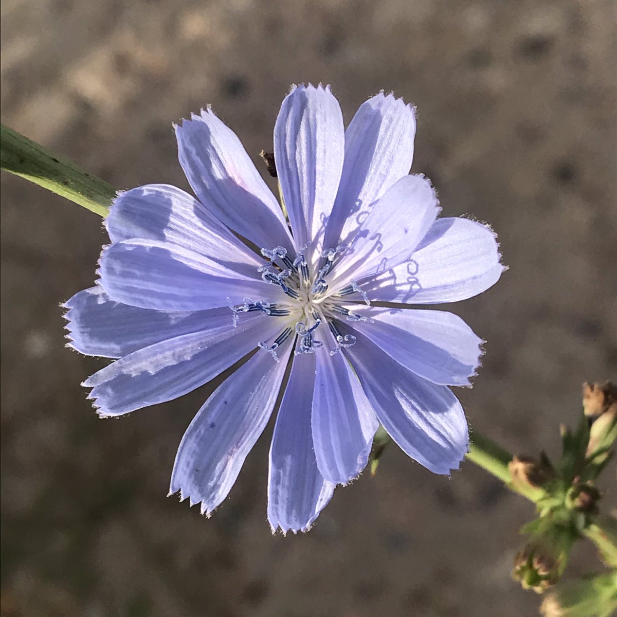 Amanda Hatherly On Twitter Common Chicory Cichorium Intybus In Santafe Pavementplants Concretebotany