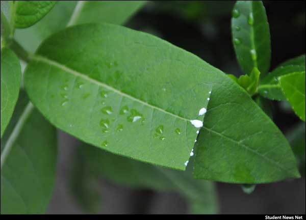 snnheadlines's tweet photo. Become a citizen scientist! Michigan State University is studying monarch butterflies. Second round of study underway. Cut milkweed stems before July 20th, count the eggs/larvae weekly and submit your data. Pic is a milkweed plant showing its white sap. https://t.co/Hmh6NdpQ0W https://t.co/wxJm5JfxaB