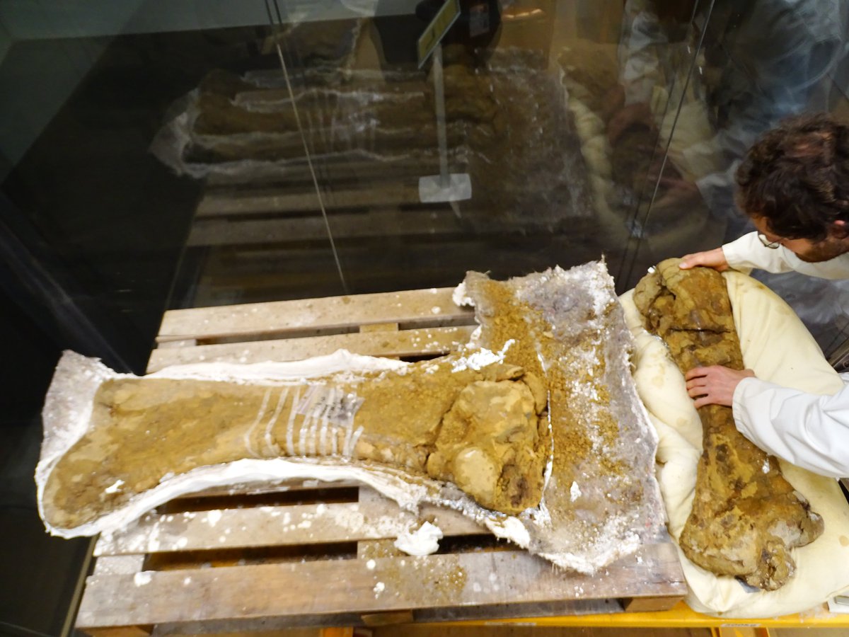 DinolabN's tweet photo. We have lift-off (2/2): ...chuffed people pictures. The tibia has suffered a bit and will have to be broken along the large visible tear, after which in can be fortified  and repaired and put back in place. Great success! #hurray #hoera #ohyeah #dinosaur #triceratops
MDG https://t.co/roosjMgVmE