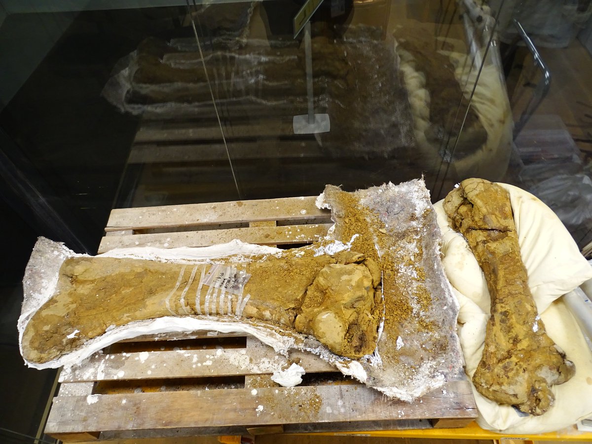 DinolabN's tweet photo. We have lift-off (2/2): ...chuffed people pictures. The tibia has suffered a bit and will have to be broken along the large visible tear, after which in can be fortified  and repaired and put back in place. Great success! #hurray #hoera #ohyeah #dinosaur #triceratops
MDG https://t.co/roosjMgVmE