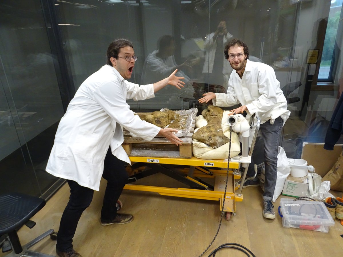 DinolabN's tweet photo. We have lift-off (2/2): ...chuffed people pictures. The tibia has suffered a bit and will have to be broken along the large visible tear, after which in can be fortified  and repaired and put back in place. Great success! #hurray #hoera #ohyeah #dinosaur #triceratops
MDG https://t.co/roosjMgVmE