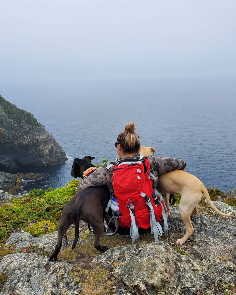 Michellerickkel's tweet photo. #eastcoasttrail #pitbulls #staffymutts https://t.co/wcFHzR0GJA