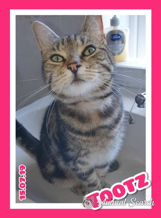 CatsMissing's tweet photo. 🆘#FindTootz F/M #LostCat Vanished 14/7/20 Walnut Tree Rd #Dagenham #London #RM8
VERY small Tabby
Green/blue eyes
⚠️Injured⚠️Open wound behind ear-burst abscess #NeedsFindingFast
🙏Check gardens/sheds
Spayed Chipped #ScanMe #MissingCatsUK
@AnimalSearchUK▶https://t.co/WNNaPRUhCq https://t.co/ULBnx6CE4z