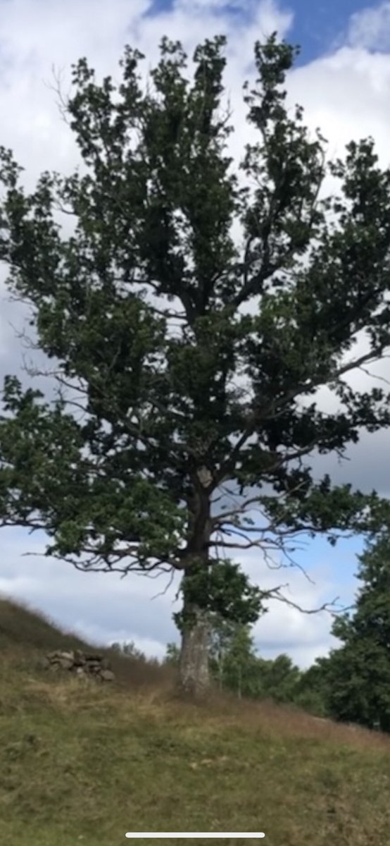 hkkv_cbs's tweet photo. Nature saves me! Ek hemma, tång vid havet, stentorn hemma och en mås på gräs. https://t.co/XuiPzwRTyR