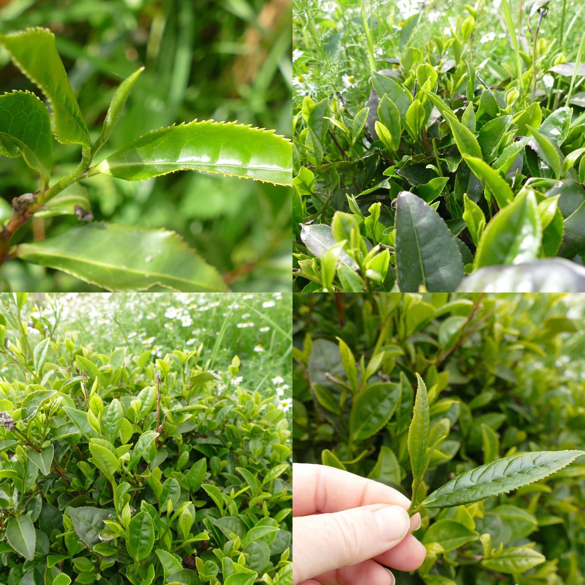 Tea growing and making season at #WindyHollow 😊 these gorgeous new leaves will turn into our #organic #handcrafted #Blacktea best wishes from #Perthshire #Scotland 🌿#biodiversity #naturalfarming #respectnature #wellbeing #teamaker #teagrower