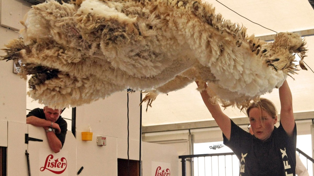 BritishWoolFarm's tweet photo. New blog available on our website from Jayne Harkness-Bones, talking all about the best practices for wool handling. Following the link for more info.
https://t.co/cel9ijo2HO
#Championwool #wool #shearing #sheepfarming #woolhandling https://t.co/uCJHNlTTNj