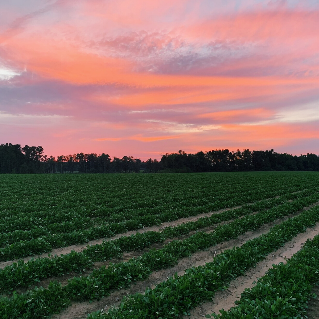 trellis_inc's tweet photo. Happy #ThrowbackThursday! We're missing south GA sunsets like this from the field last week 💯
⠀⠀⠀⠀⠀⠀⠀⠀⠀  
#TrellisInc #GrowMoreUseLess #agvocate #farmsunset https://t.co/9W6iXTBWbG