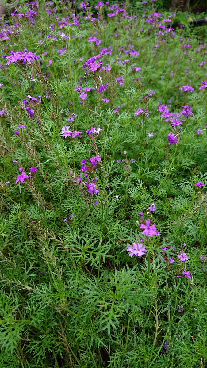 ｵﾘﾂﾞﾙﾗﾝ