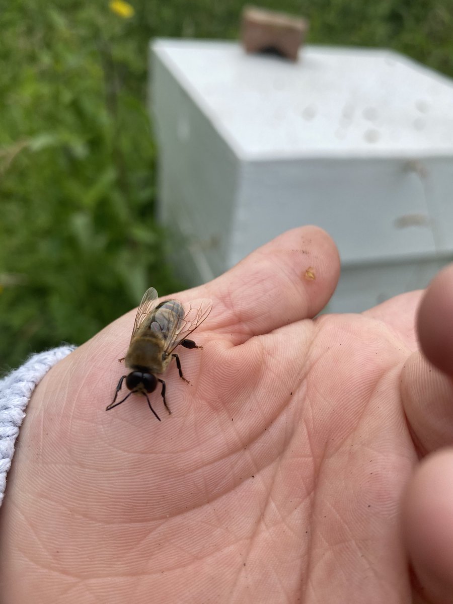 Steve_P_Barker's tweet photo. Big assed drone on my sons hand.  #BeekeepersHour https://t.co/uF1sreaahu