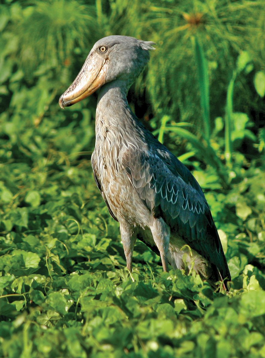 Hiruzen as a Shoebill