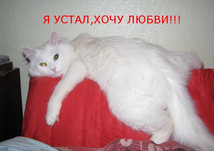 sofuckinggay777's tweet photo. #российскоелгбтсообщество #лгбт

переписываемся с девушкой
*резко перестает отвечать, хотя сама в сети*
я: https://t.co/26T7ik5r64