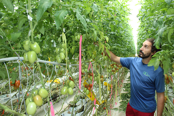 ONgreenhouseVeg's tweet photo. Thank you to Mike from DC Farms who conducted a great interview this morning with CBC news, offering insight on the proactive steps he has taken in the operation of his farm.  If you have the opportunity, listen for yourself here https://t.co/M0bePA2uBr https://t.co/zPnP3JZ341