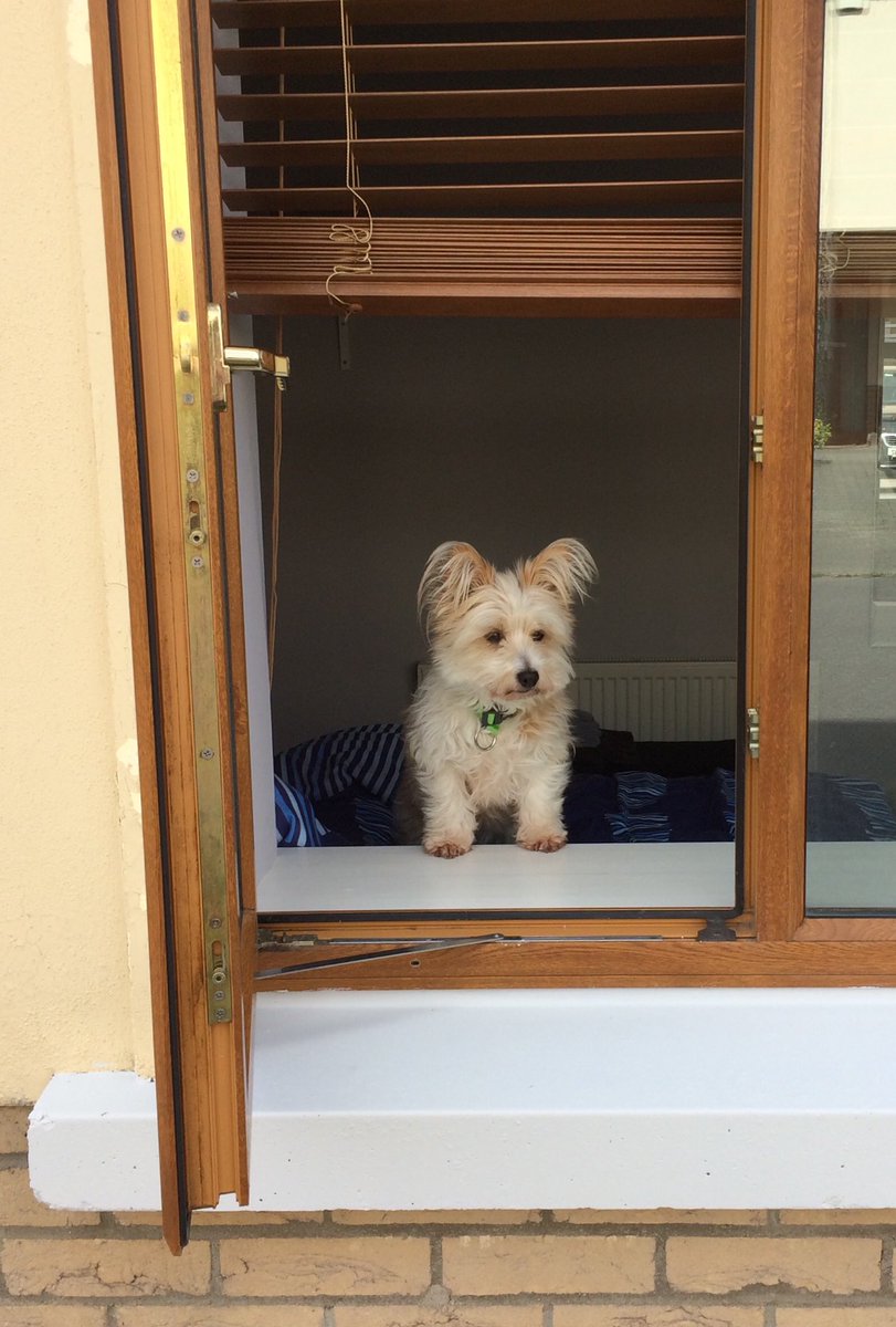 carmelanne's tweet photo. So @findavenue , how much would you pay for the doggie in the window ? @ExecPAForum #theapai @theAPAI #zoomparty #strengths https://t.co/jXgm6RIUWn