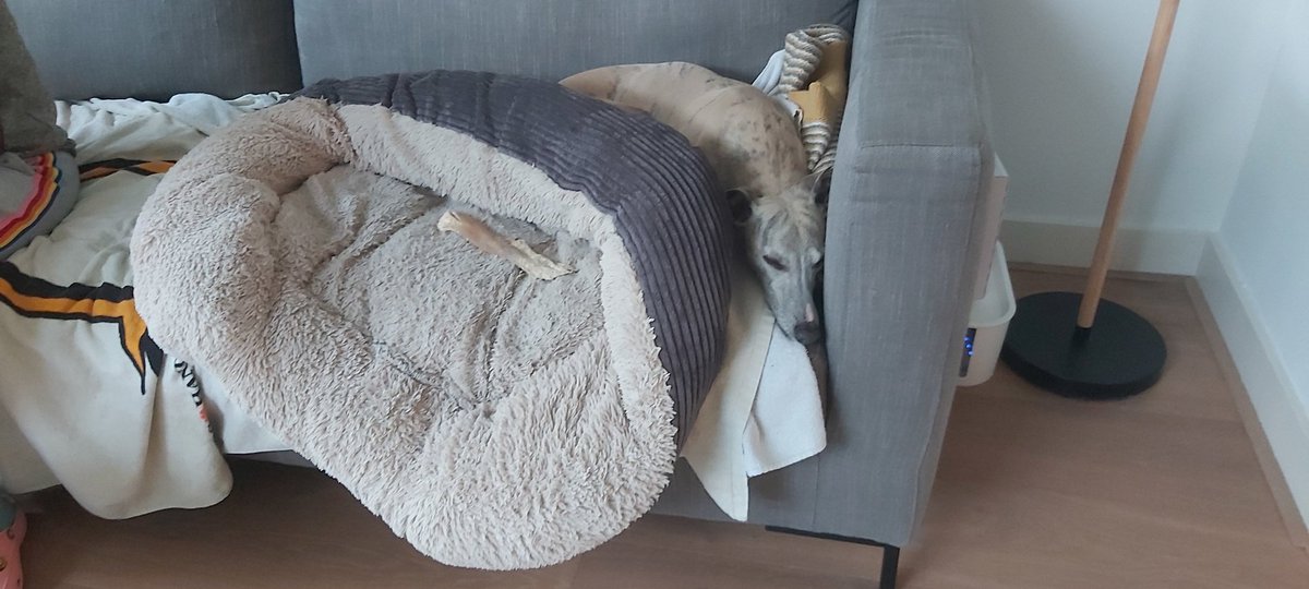 WhippetVinnie's tweet photo. Actually I am not allowed on the couch at grandpa's house. In my dogbed on the couch is possible. That does not mean that I do that. https://t.co/Hr4hzfy2Sb