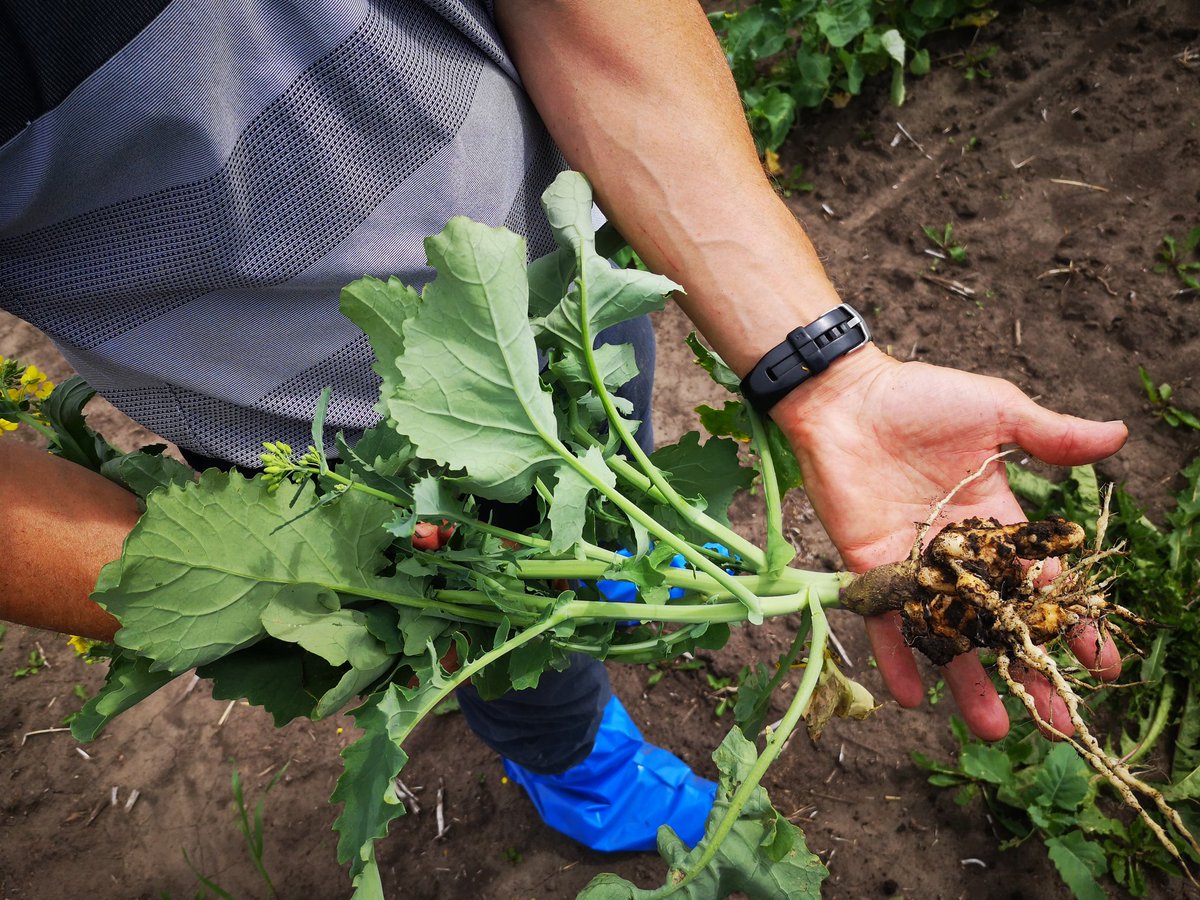 Volunteer plant in our clubroot nursery east of Edmonton this year, This gall is a pathologist dream, farmers nightmare, and critical for DL Seeds to make selections in it's breeding program for new hybrids