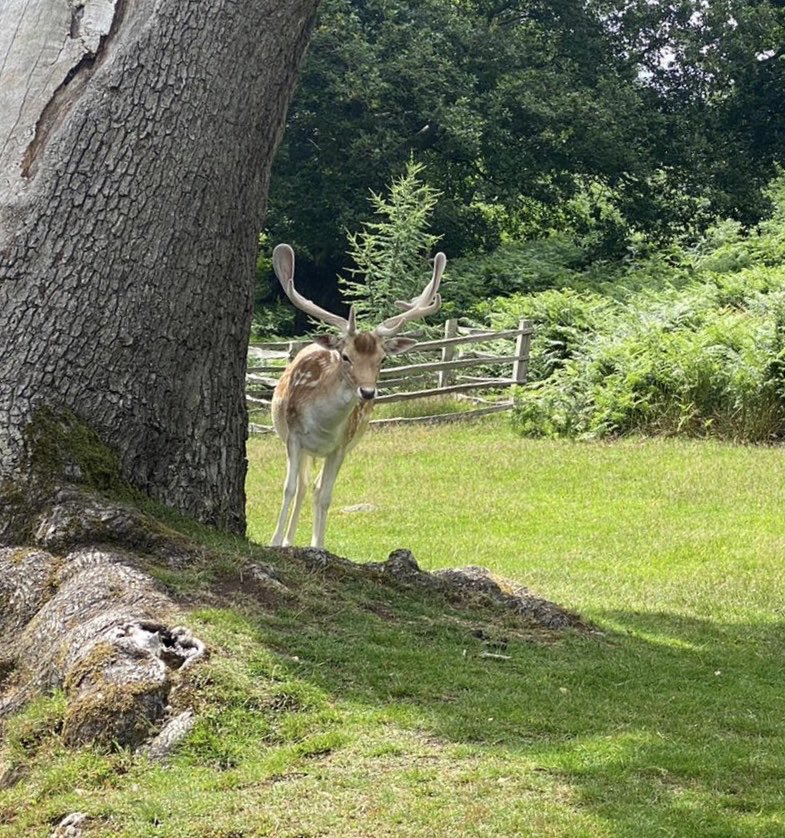 HelenTheHealer's tweet photo. Look who followed me on my walk today...... a natural beauty 🦋#NaturalBeauty #saveourwildlife https://t.co/HD4VkTWRC1