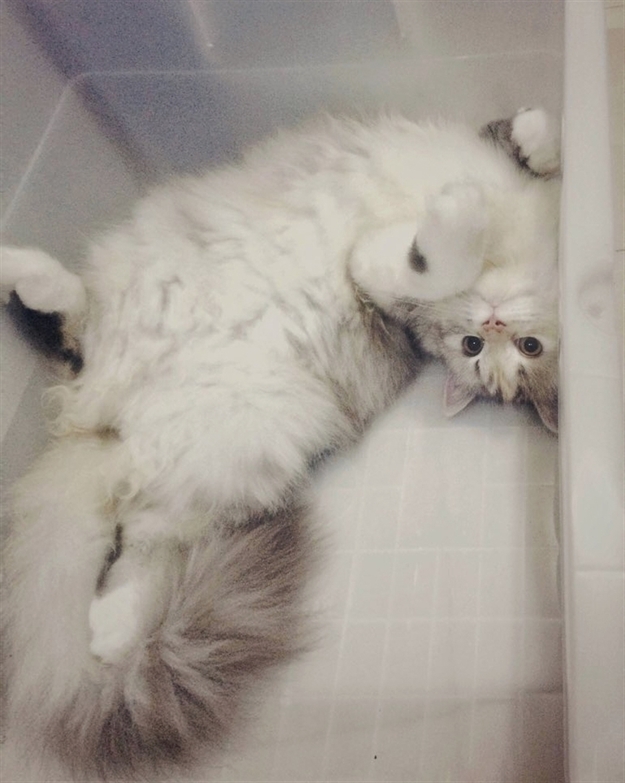 HereKittens's tweet photo. https://t.co/4PPdYacHg1