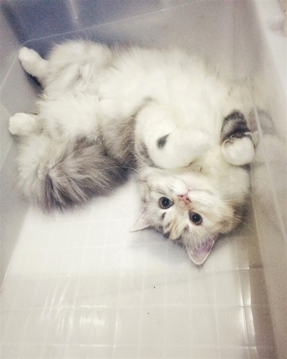 HereKittens's tweet photo. https://t.co/4PPdYacHg1