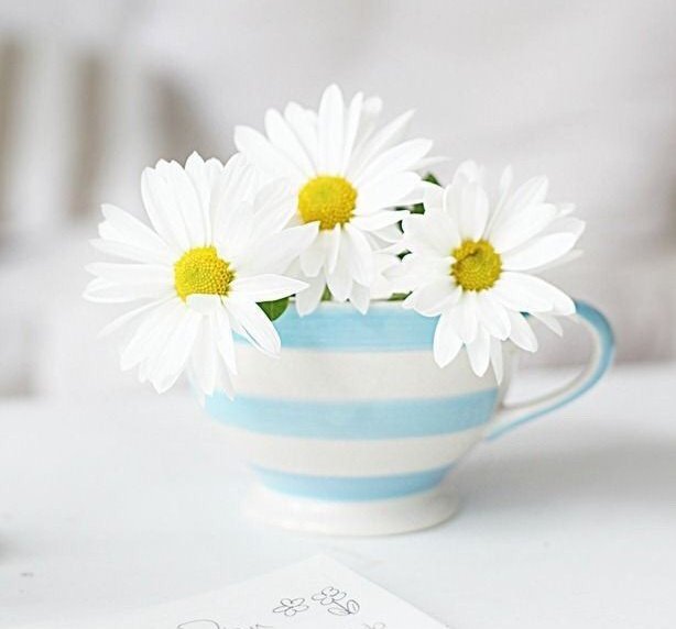 Июнь цветы утро. Мирному утру быть. Мирному утру быть. Доброго мирного утра. Доброго мирного утра.