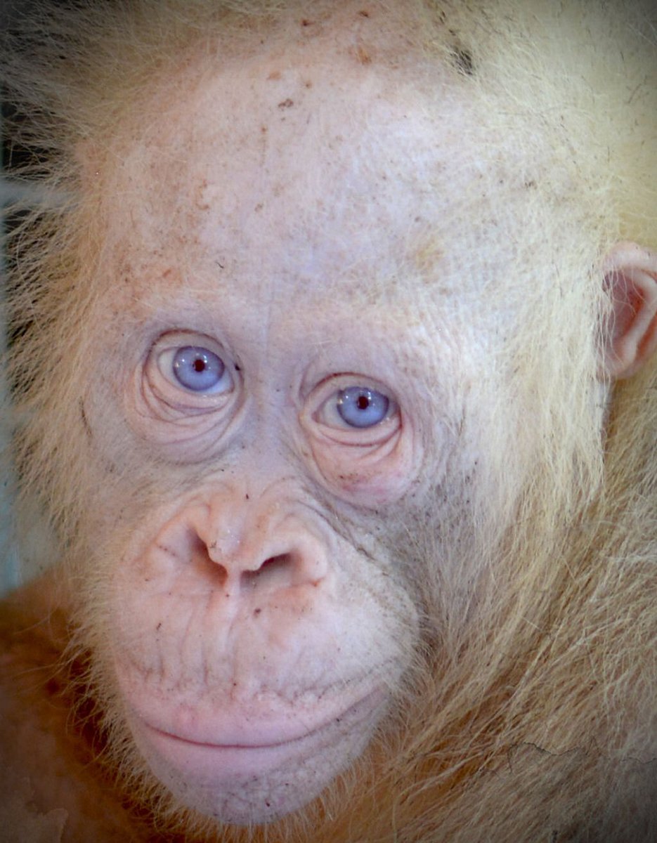 Fêmea de orangotango albina de olhos azuis é socorrida em Bornéu