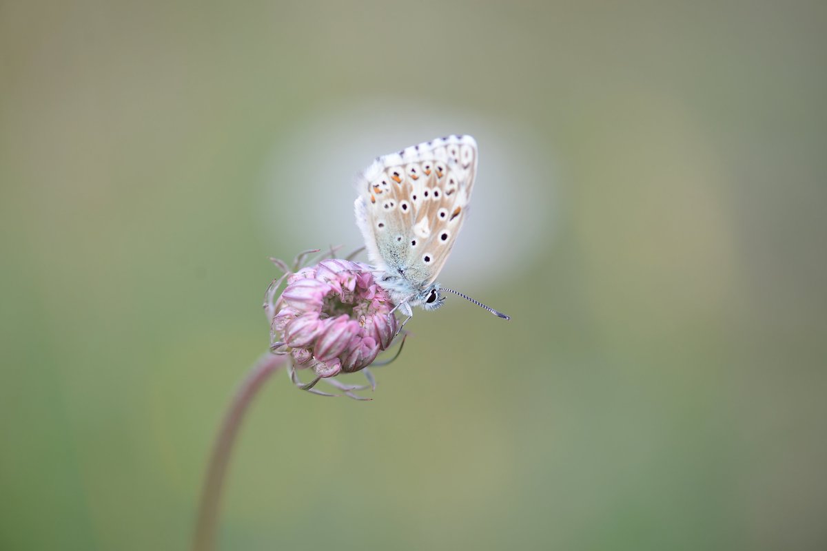 Dreamy shot of a Chalk hill blue tonight