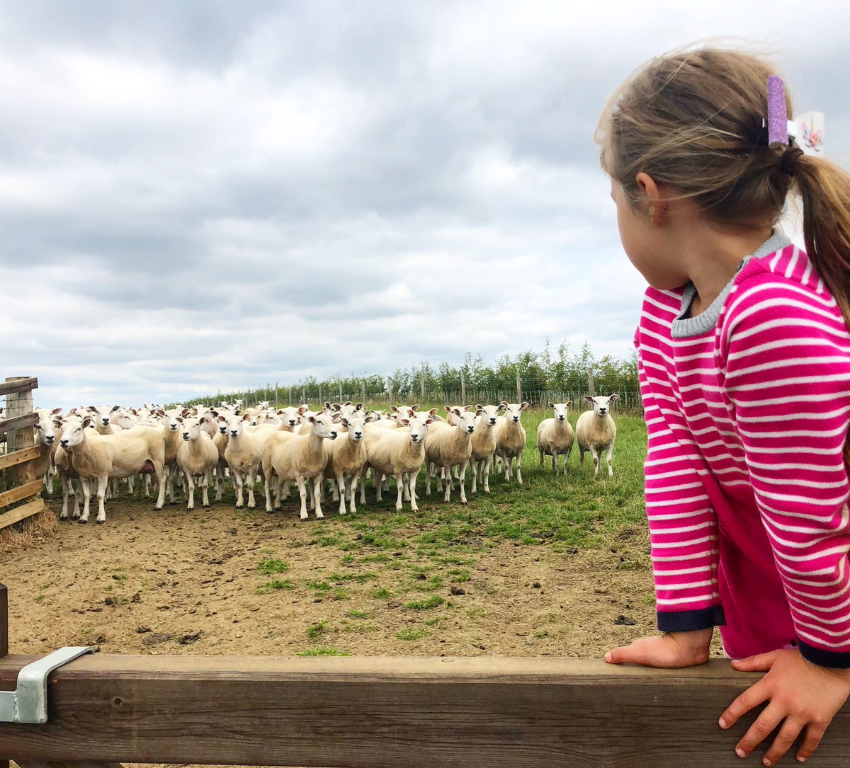 GelstonLamb's tweet photo. Imogen telling the ewes they can’t come out till their milk has dried up! #sheep365 #adhb #familyfarm https://t.co/k3bycNGPnc