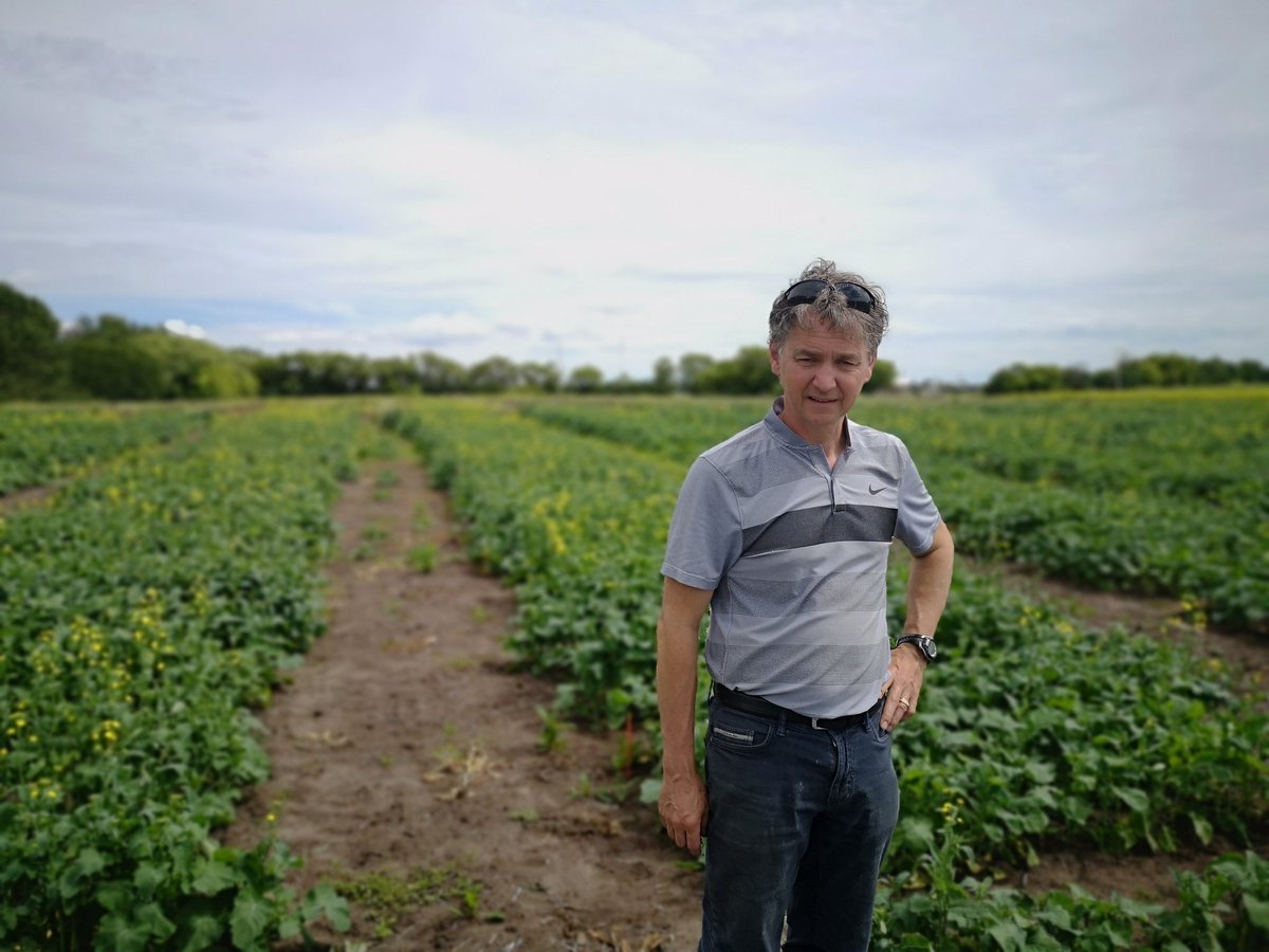kevindlseeds's tweet photo. This guy knows clubroot. I just toured DL Seeds clubroot nursery in Spruce Grove, AB that will be rated in a few weeks for now. Galls are just forming, planting took place second week in June...thanks Glen H. https://t.co/xOVonOHgR7