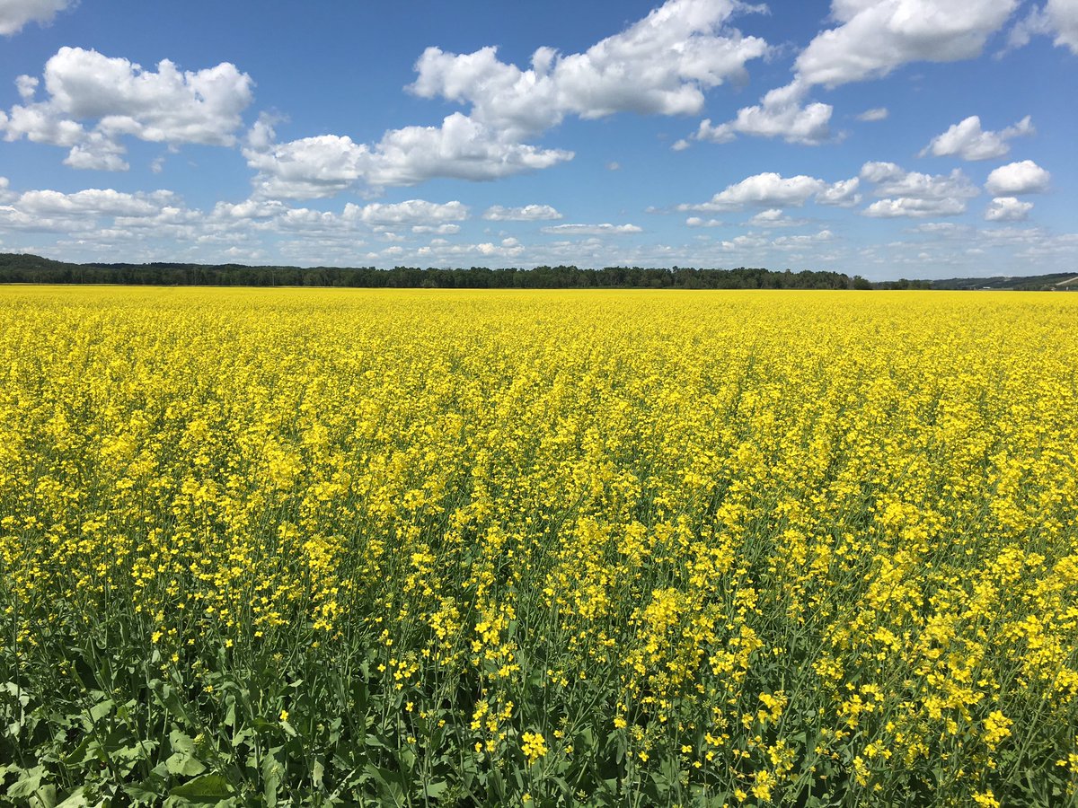 hodgy39's tweet image. Some days, I know we take for granted the views we get with fields of gold and our beautiful prairie skies.  Makes it easy to look at @PioneerSeedsCA #P501 #canola that is looking every bit as good as the scenery. #assiniboinevalley #happyfarmer 👩‍🌾