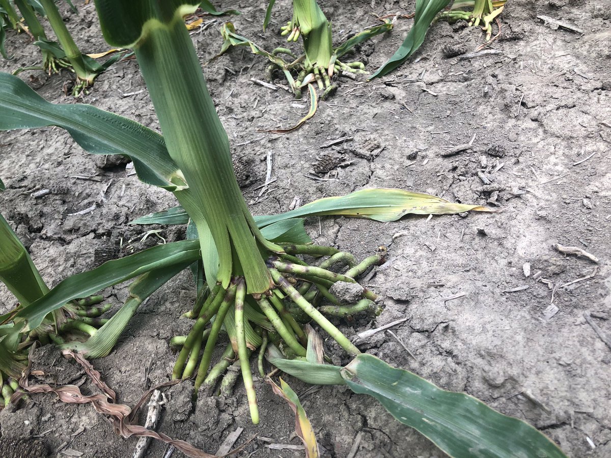 Wayde_Looker's tweet photo. There’s only been 2 inches of rain for this @NationalCorn competition field, but that’s not holding 10D21 back. Check out the ROOTS on this awesome new @GldnHarvest hybrid. #RootedInGenetics #RootedInAgronomy https://t.co/nYtgYyOcTN