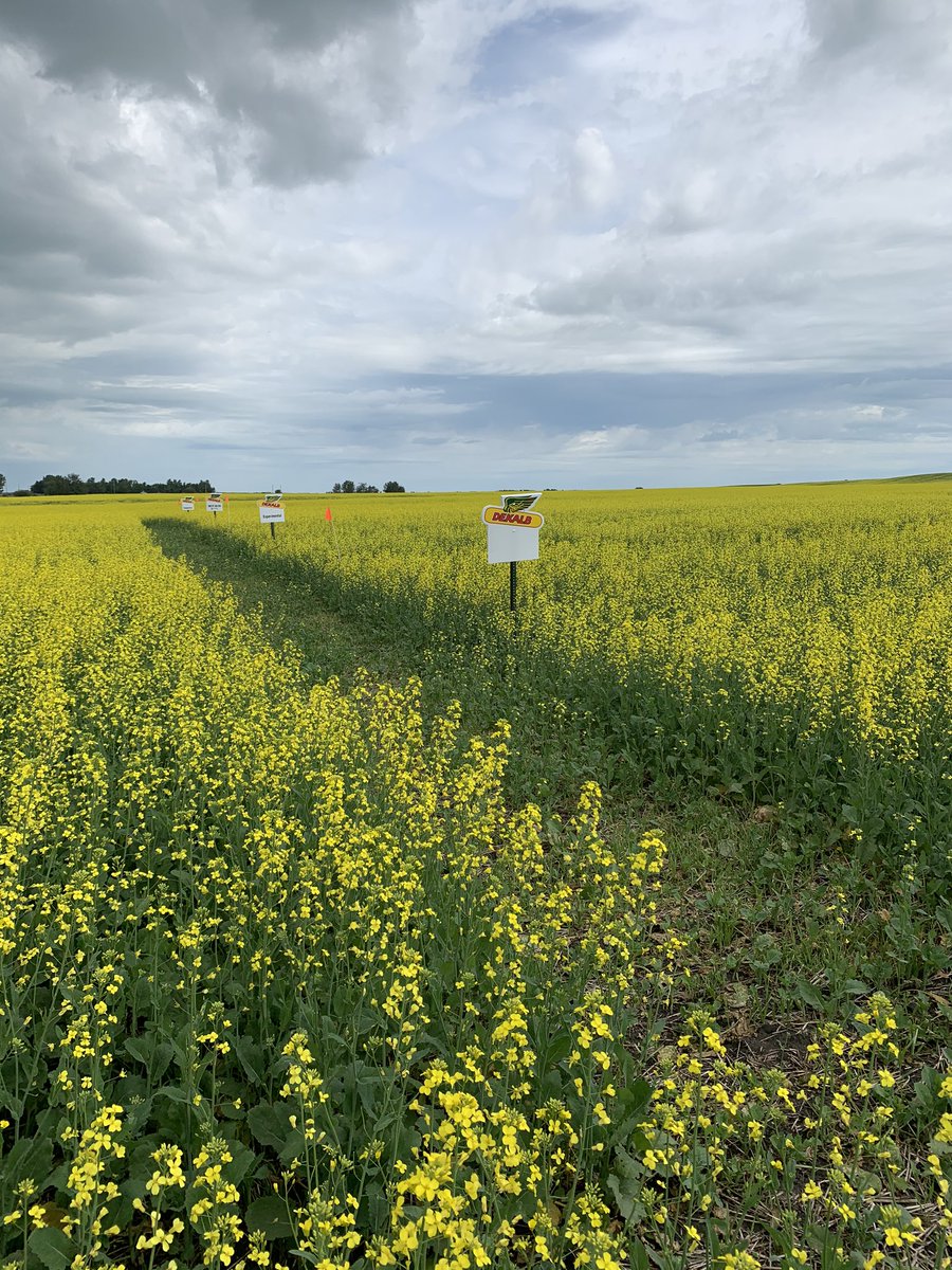 Looking like one of our best canola #cargillfieldtests in AB which so far has escaped the monsoons. Going to be a tight race on maturity and disease. <a href="/CargillAgCanada/">CargillAgCanada</a> <a href="/DEKALB_Canada/">DEKALB Canada</a>