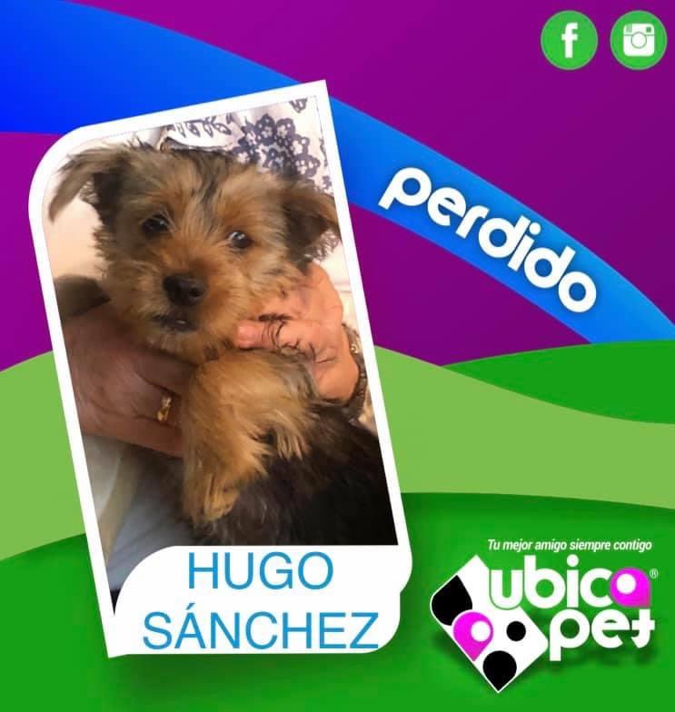 UbicapetMexico's tweet photo. P2467
📢 ATENCIÓN 
COYOACÁN 
RECOMPENSA 💰 $ 10,000
🆘 URGE TU AYUDA PARA LOCALIZAR A "HUGO SÁNCHEZ".
🐶🐕
Raza: Yorkshire Terrier (Yorkie)
Edad: 4 meses
Sexo: Macho ♂️
📆 16 Julio 2020
🌐 Coyoacán
CDMX
☎️ @UbicapetMexico al 5538181314. https://t.co/sRlGlGgfav