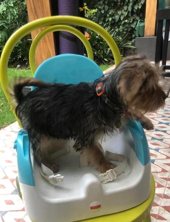 UbicapetMexico's tweet photo. P2467
📢 ATENCIÓN 
COYOACÁN 
RECOMPENSA 💰 $ 10,000
🆘 URGE TU AYUDA PARA LOCALIZAR A "HUGO SÁNCHEZ".
🐶🐕
Raza: Yorkshire Terrier (Yorkie)
Edad: 4 meses
Sexo: Macho ♂️
📆 16 Julio 2020
🌐 Coyoacán
CDMX
☎️ @UbicapetMexico al 5538181314. https://t.co/sRlGlGgfav