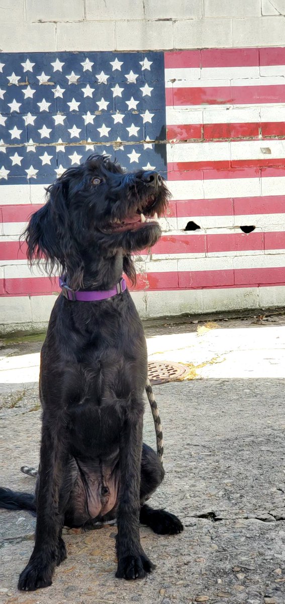 DoopyLupree's tweet photo. #DogsForBiden https://t.co/o6rHDY8fzm