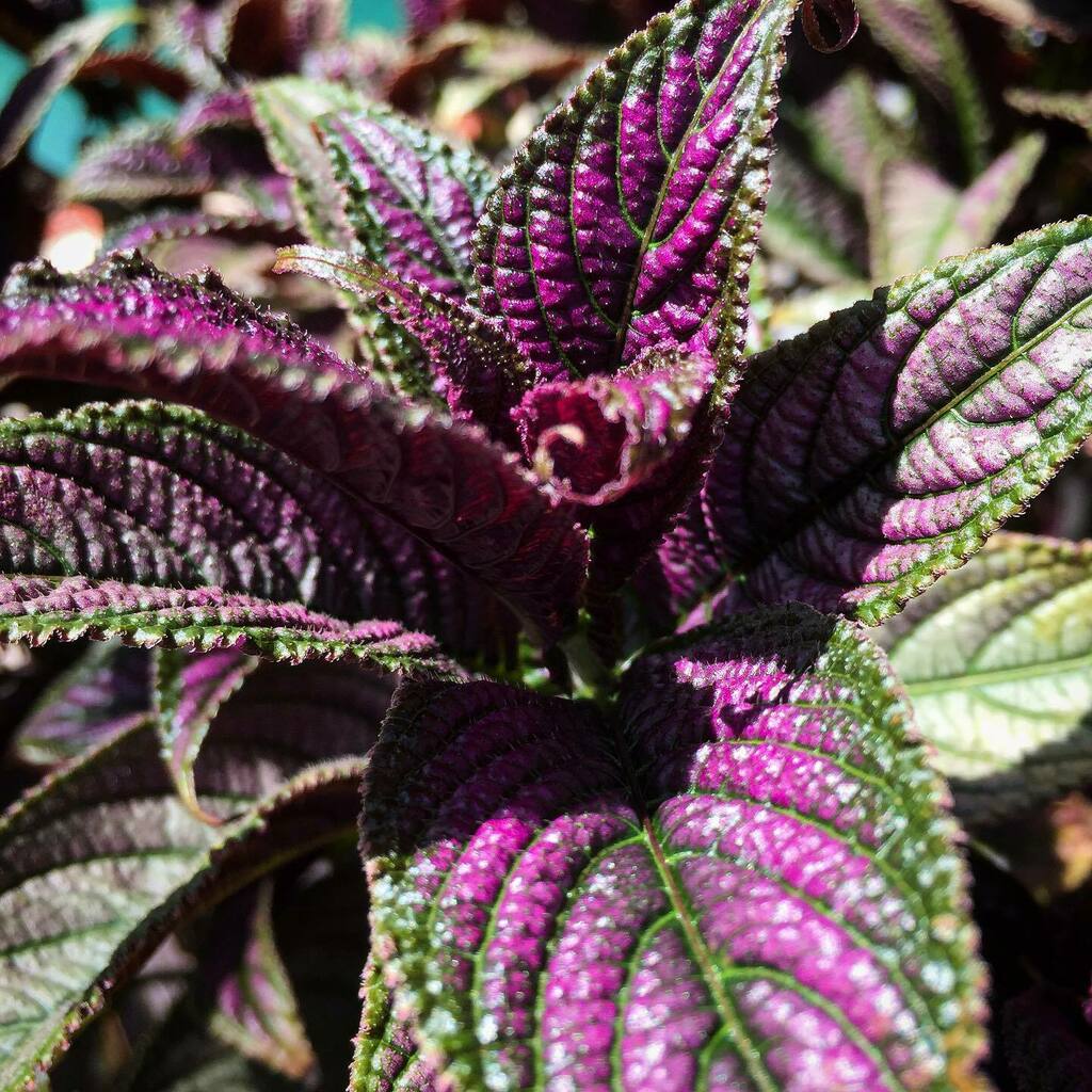 cindysnyderbook's tweet photo. “I invented my life by taking for granted that everything I did not like would have an opposite, which I would like.”
—Coco Chanel
#opposites #oppositesattract #cocochanel #inventyourlife #persianshield #floridagarden #summervibes https://t.co/stXTgLMW7X https://t.co/OhkXFNgzUE